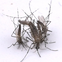 Самки комаров Aedes aegypti подвергаются преслед